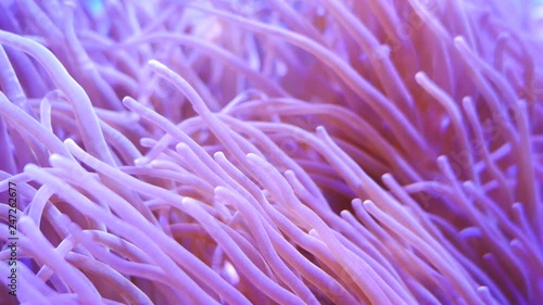 Beautiful sea flower in underwater world with corals and fish. Sea flowers moving in fish tank.