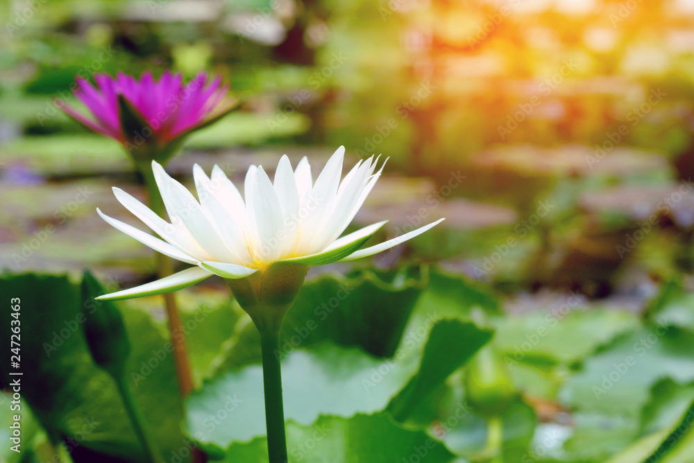 nature lotus is bloom in pond nature lotus is bloom in pond