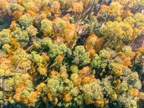 beautiful natural scene, aerial top view. bushy park trees with bright yellow and orange leaves in autumn