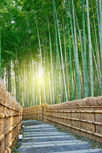 Fototapeta Naklejka Na Ścianę i Meble -  Bamboo forest and Stair way in Arashiyama of Kyoto, Japan.