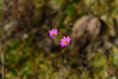 flor morada en campo