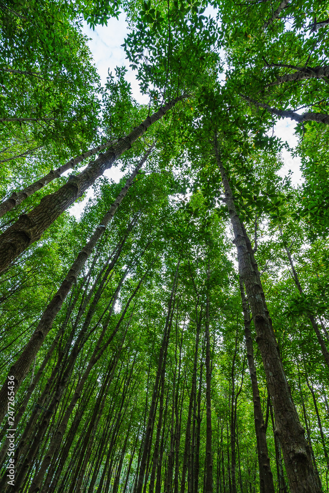 Fototapeta premium mangrove forests with green leaves in Tung Prong Thong, Rayong, Thailand