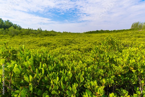 green mangrove forest at Tung Prong Thong or Golden Mangrove Field, Rayong, Thailand
