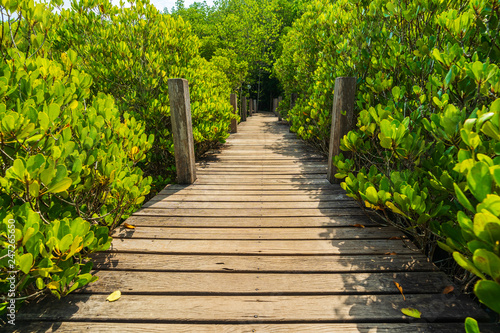 Wooden bridge at Mangroves in Tung Prong Thong or Golden Mangrove Field, Rayong, Thailand