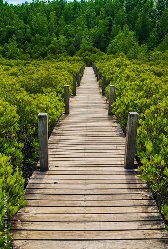 Wooden bridge at Mangroves in Tung Prong Thong or Golden Mangrove Field, Rayong, Thailand