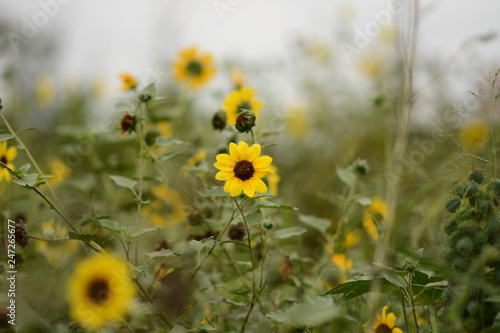 Algunos Girasoles