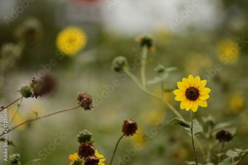 Par de Girasoles