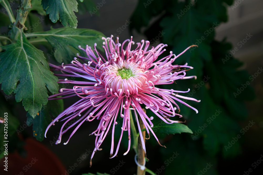 Obraz premium Chrysanthemum