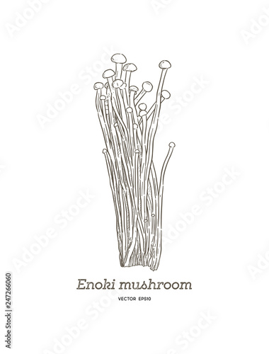 edible enoki mushrooms (Enokitake) cartoon vector. - Vector