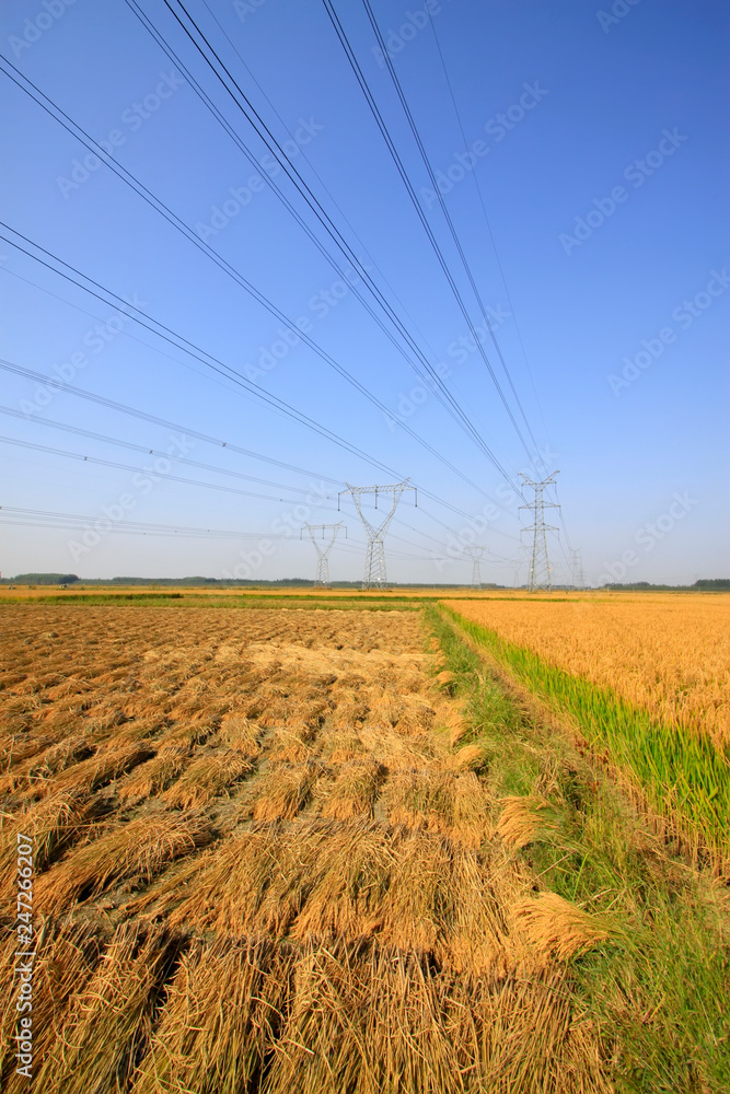 Fototapeta premium rice in the field