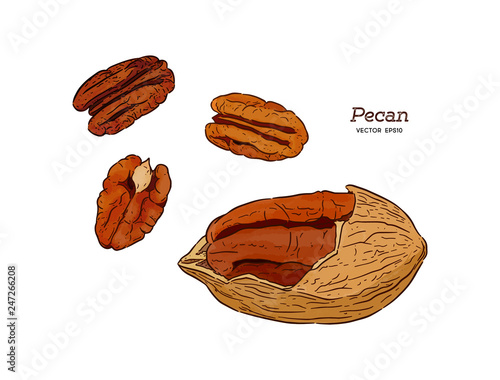 Pecans, hand draw sketch vector.