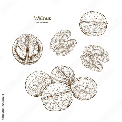Walnuts set. Ink sketch of nuts. Hand drawn vector illustration.