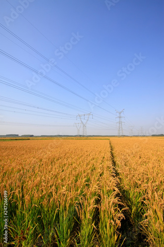 Rice and electric tower