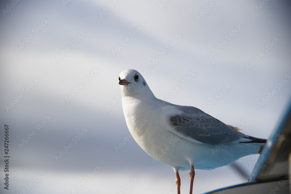 Obraz premium カモメ 野鳥 海鳥