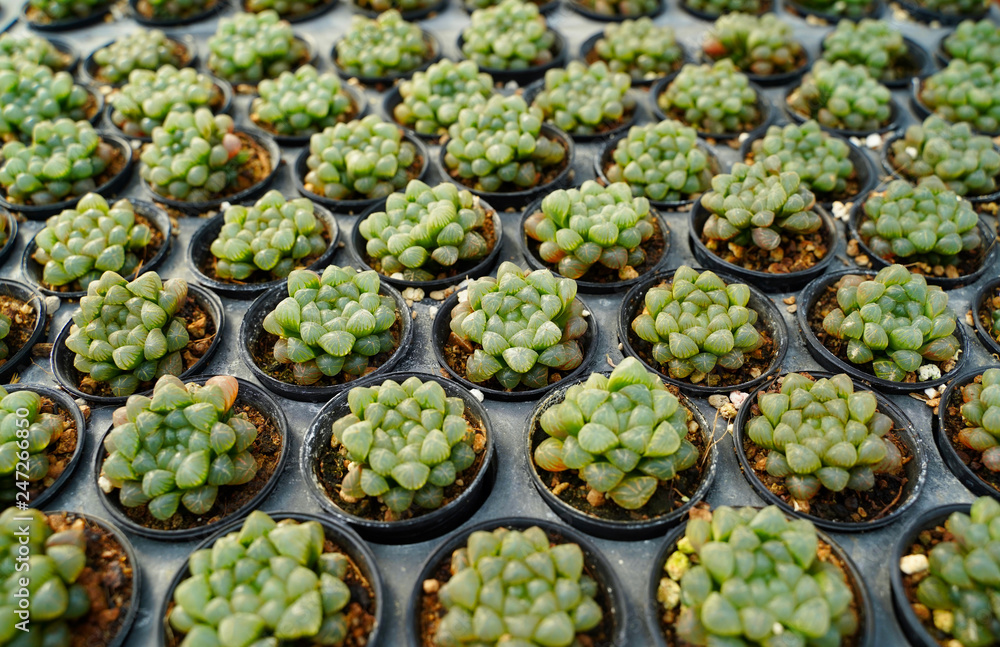 Top view of small cactus plant preparing for sale in the market Top view of small cactus plant preparing for sale in the market