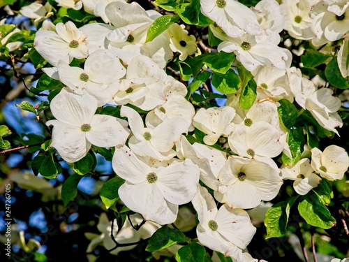 White flowers on the tree branch