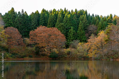 晩秋の池 水面に映る木々