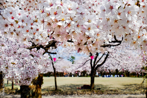 Close up of full bloomed Cherry blossoms (Sakura) at Sakura square in Takaoka Kojo park, Toyama prefecture, Japan