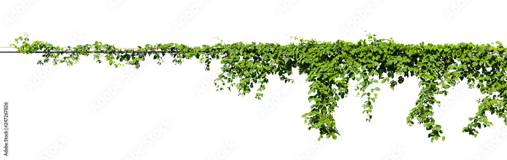 vine plant climbing isolated on white background with clipping path included. - obrazy, fototapety, plakaty 
