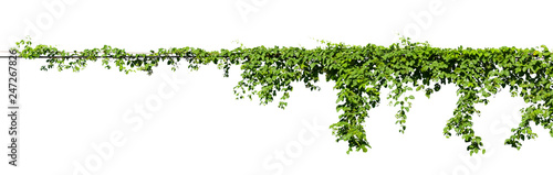 Obraz na płótnie vine plant climbing isolated on white background with clipping path included