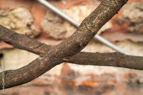 tree branches standing in front of old wall