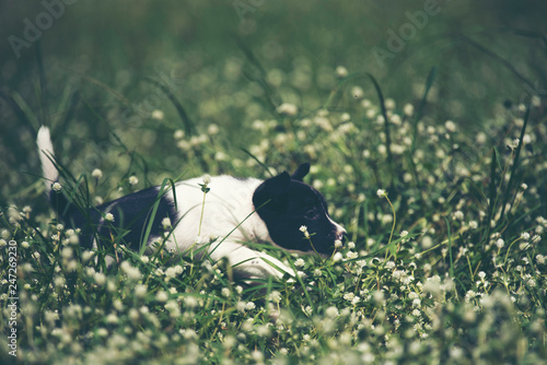 Wallpaper Mural Cute puppies dog running in the meadow. Torontodigital.ca