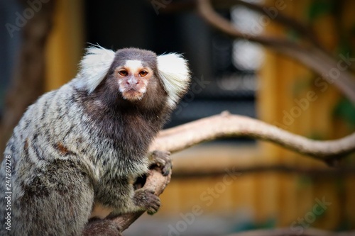  marmoset monkey   photo