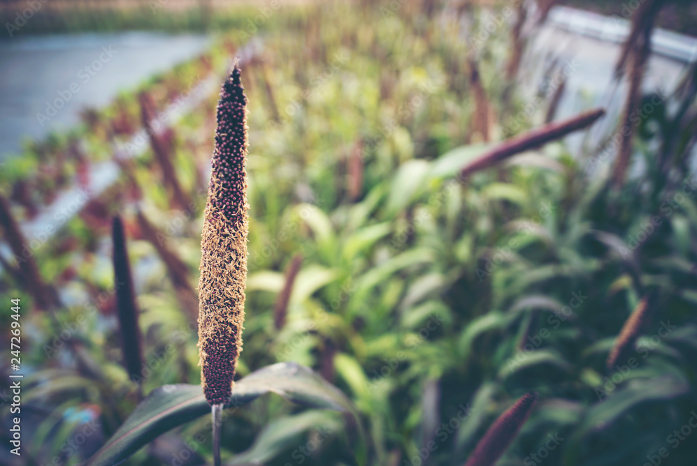 flower in the garden, tropical park