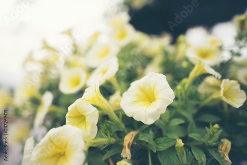 flower in the garden, tropi...