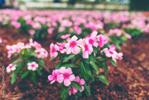flower in the garden, tropi...