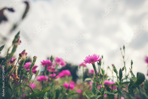 flower in the garden, tropi...