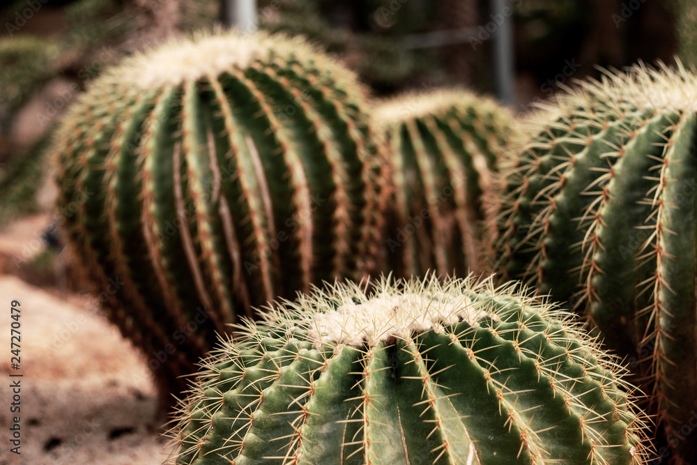 Cactus in garden. Cactus in garden.
