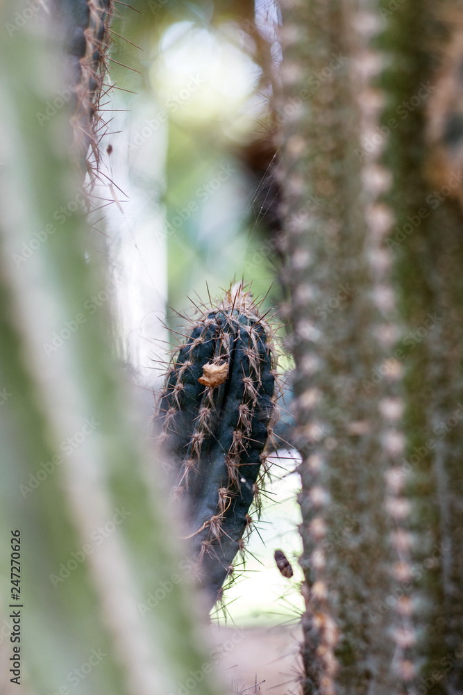Fototapeta premium Cactus with sharp.