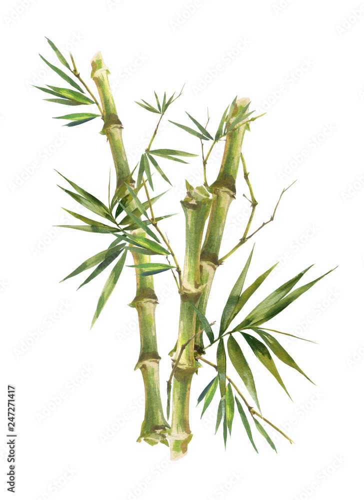 Obraz premium Watercolor illustration painting of bamboo leaves , on white background