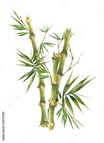 Photo Watercolor illustration painting of bamboo leaves , on white background