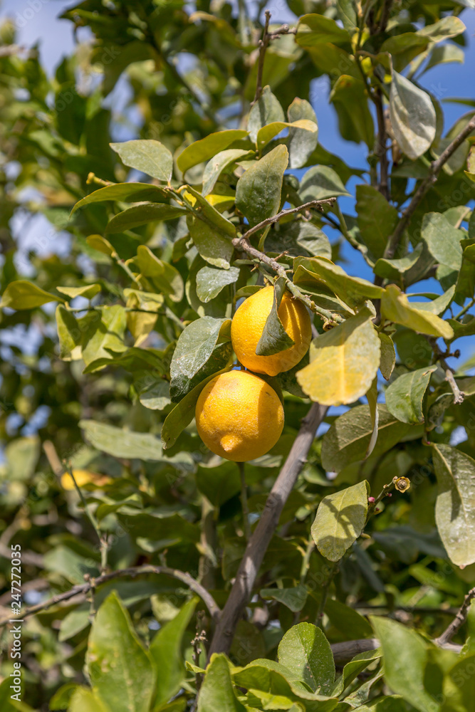Looking up at lemons growing on a tree, in Southern California