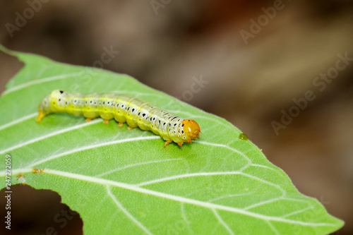 Image of Green worms (caterpillars) on green leaf. Insect. Animal.