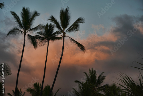 palm trees at sunset