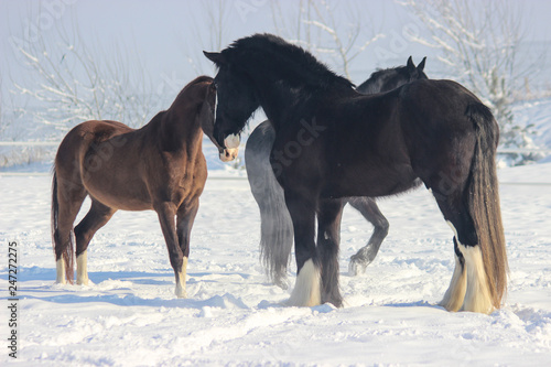 meeting horses Shire and Akhalteke © Olena