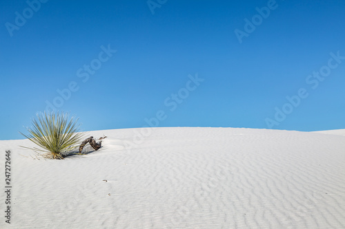 A Soaptree Yucca plant in White Sands Desert, with a Clear Blue Sky Overhead