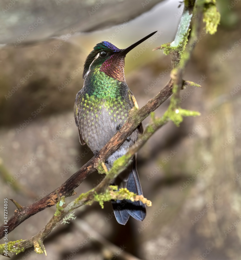 Obraz premium Purple-throated mountaingem (Lampornis calolaema), Costa Rica