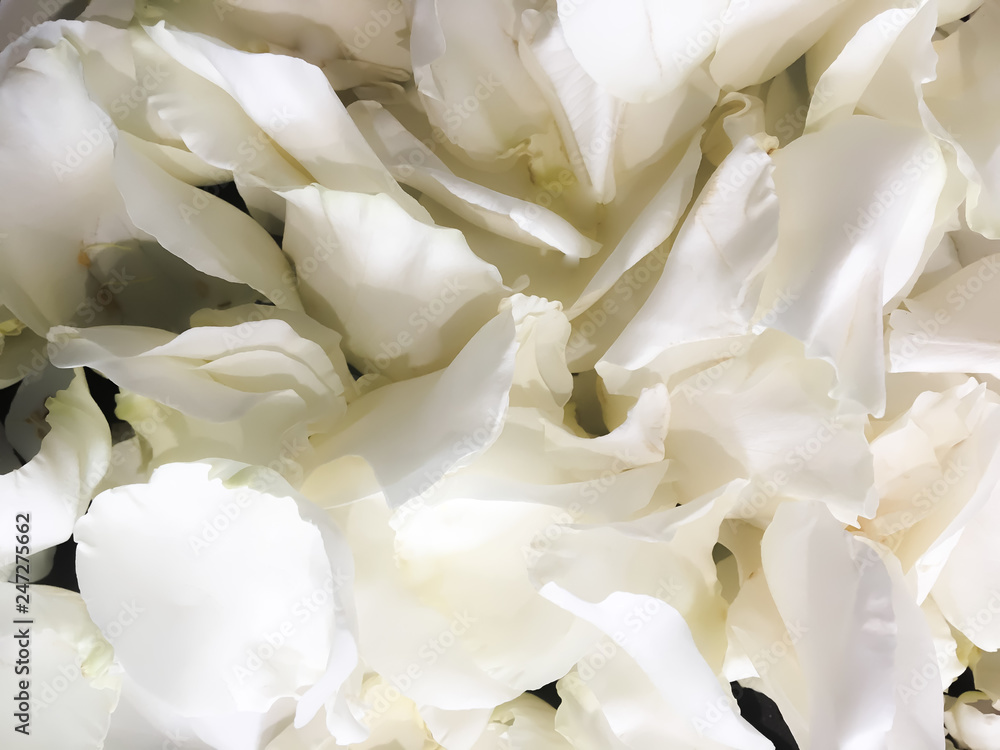 beautiful rose close-up petals Valentine background beautiful rose close-up petals Valentine background