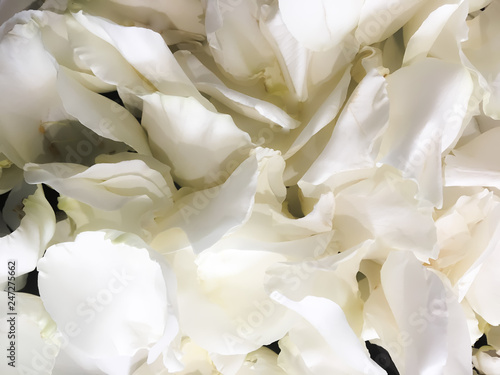 beautiful rose close-up petals Valentine background © Евгения Юшина