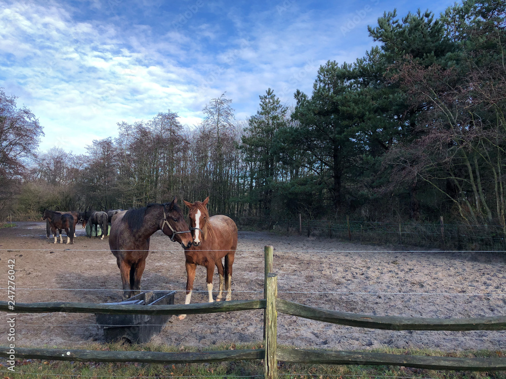 Horses on Texel island