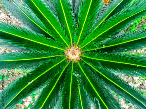 Rosette of green colorful leaves of a tropical plant close-up.