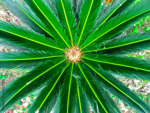 Rosette of green colorful leaves of a tropical plant close-up.