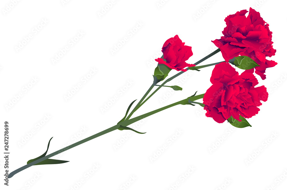 Fototapeta premium Red carnation flower bouquet bud isolated on white background