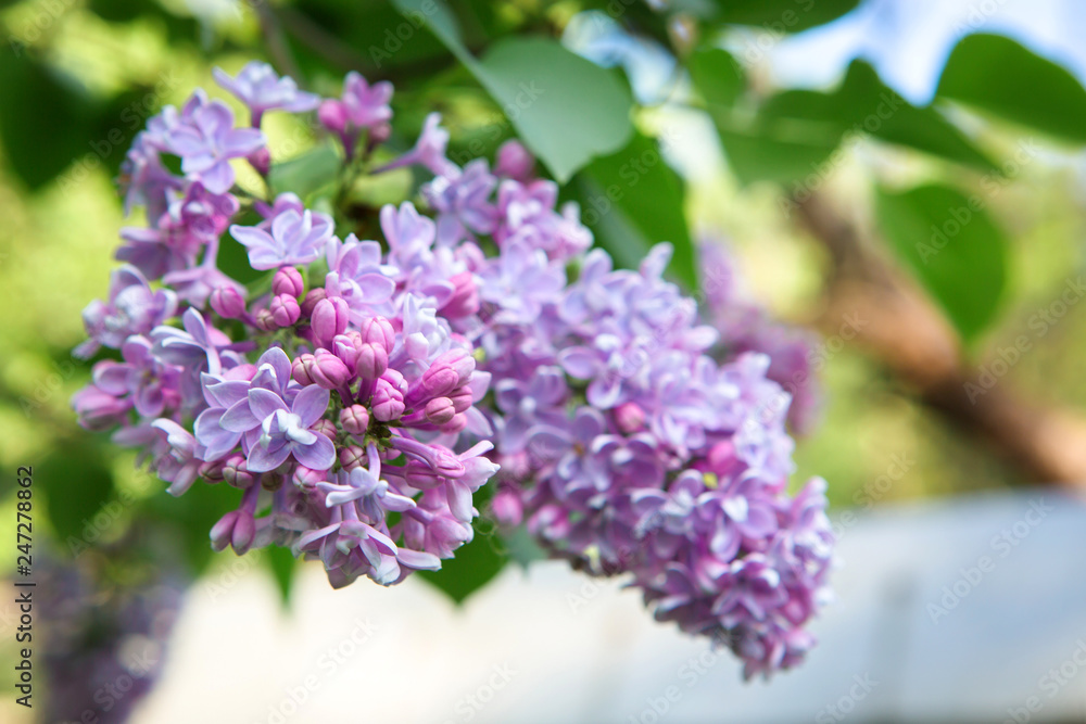 Beautiful lush pink and purple bunches of lilac