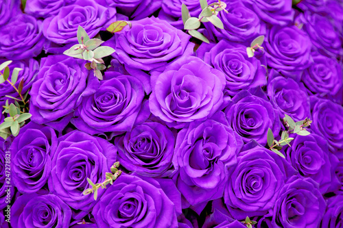 Beautiful purple rose flowers. Large bouquet