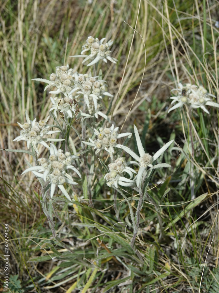 Edelweiss in the spring in the mountains. Edelweiss in the spring in the mountains.